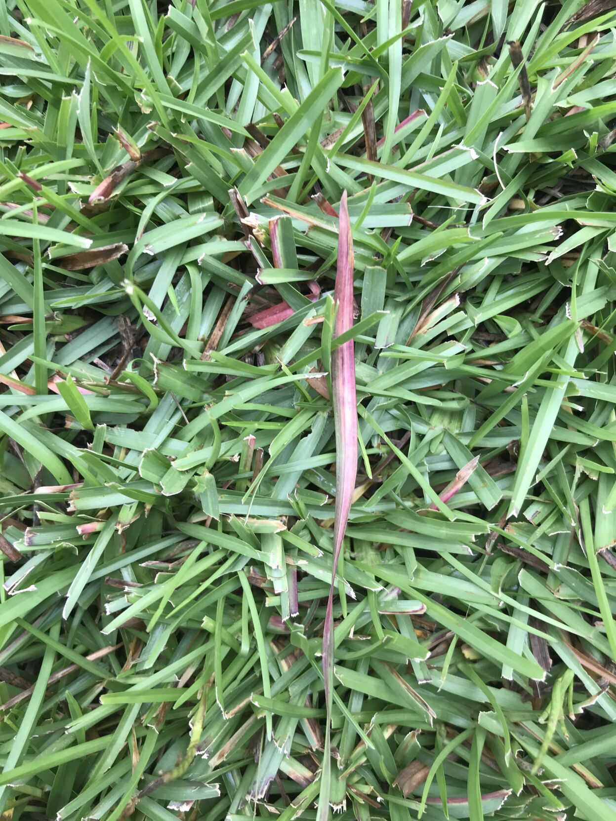 Zoysia grass.JPG